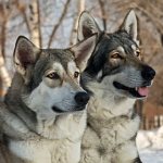 собака и волк